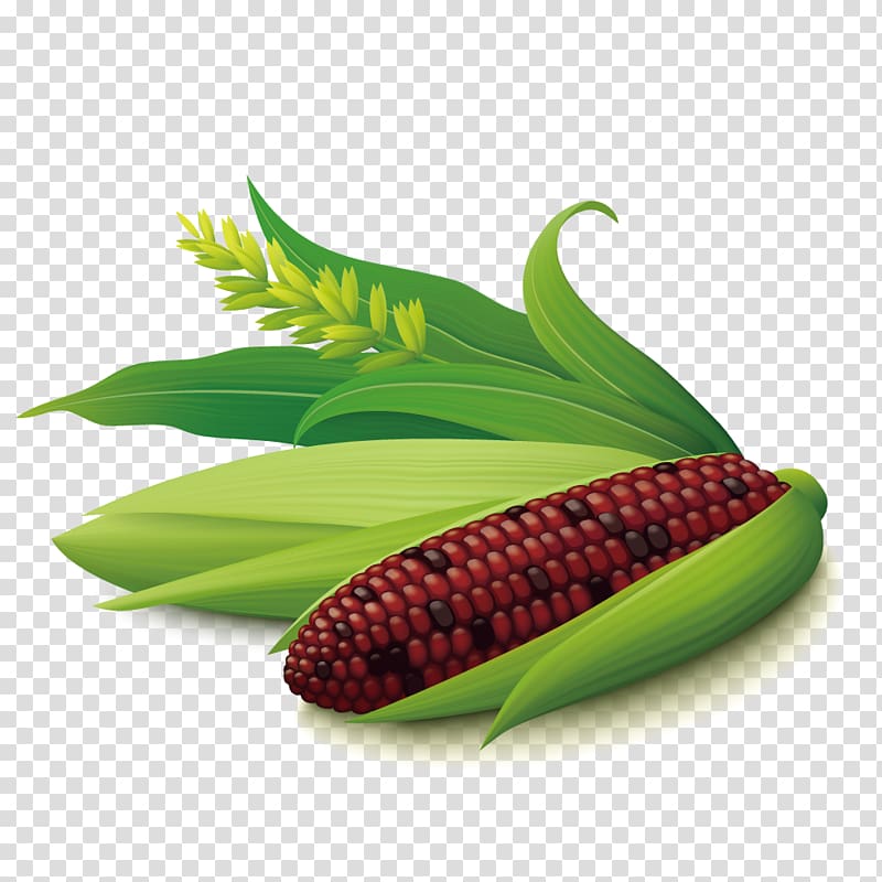 Corn on the cob Maize Euclidean , purple corn transparent background PNG clipart