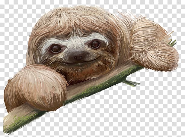 Sloth , others transparent background PNG clipart