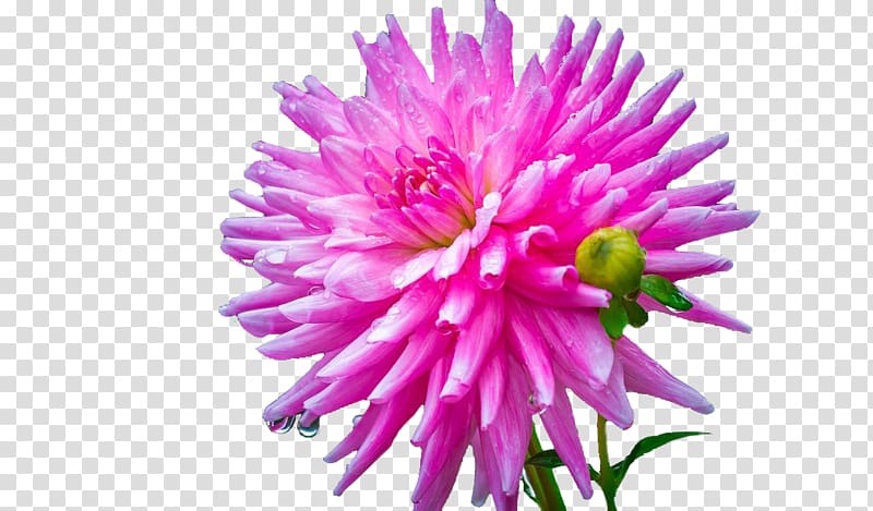 Dahlia Cut flowers Zinnia elegans Artificial flower, flower transparent background PNG clipart