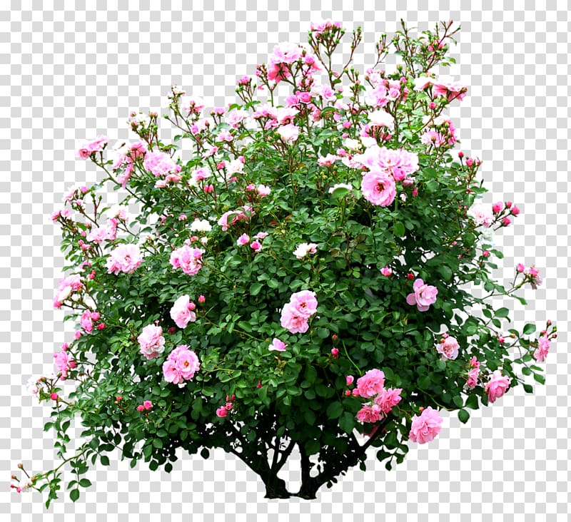 flowers trees transparent background PNG clipart