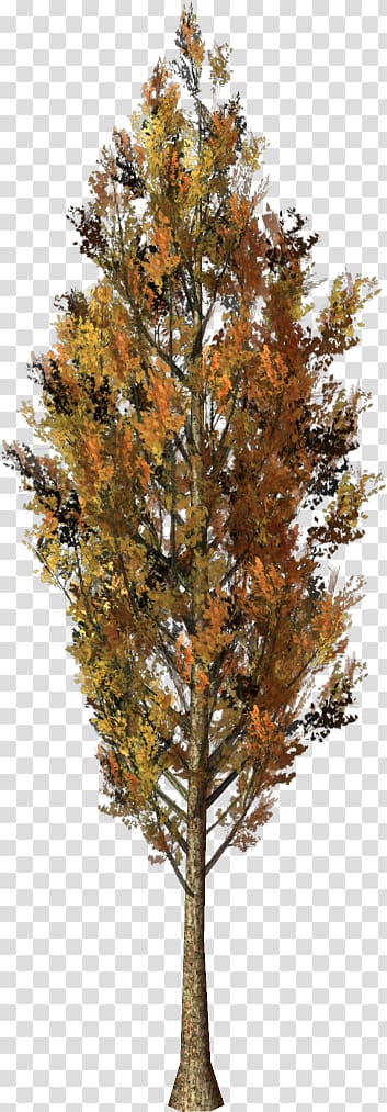 Larch Spruce Tree Forest Pine, tree transparent background PNG clipart