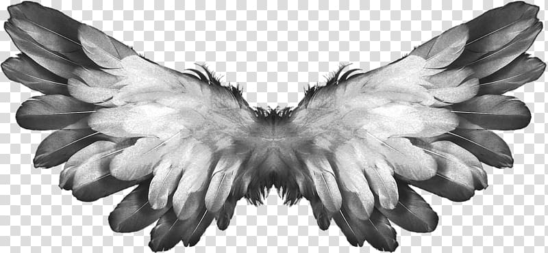 gray feather illustration, Angel Wings Feathers transparent background PNG clipart