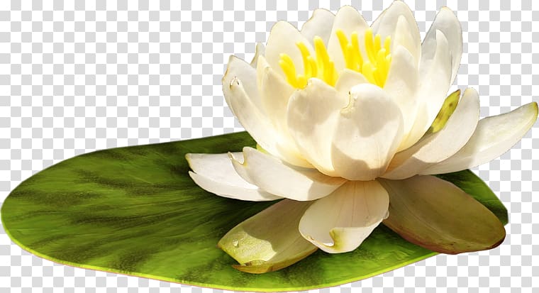 Water lily Flower , flower transparent background PNG clipart