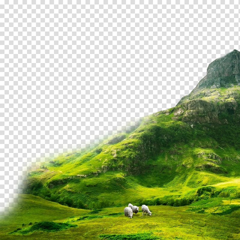 four sheep on grass field, Scottish Highlands Japan Mountain Day, mountain peak transparent background PNG clipart