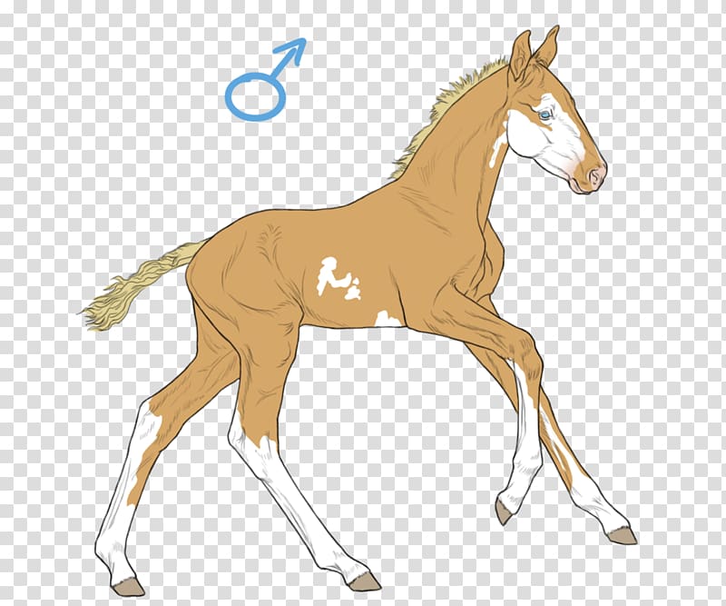 Foal Colt Mustang Stallion Pony, mustang transparent background PNG clipart