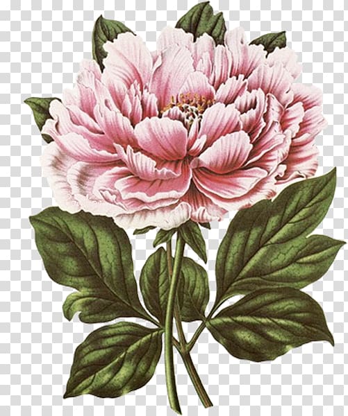 pink peony flower art \, New York Botanical Garden Botanical illustration Botany Tree peony , flower transparent background PNG clipart