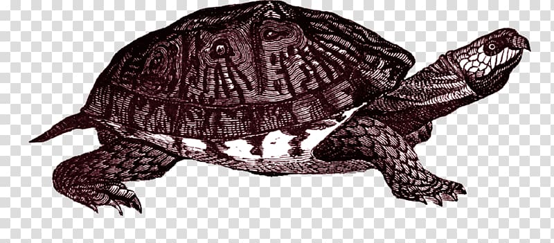 Box turtle Common snapping turtle , turtle transparent background PNG clipart