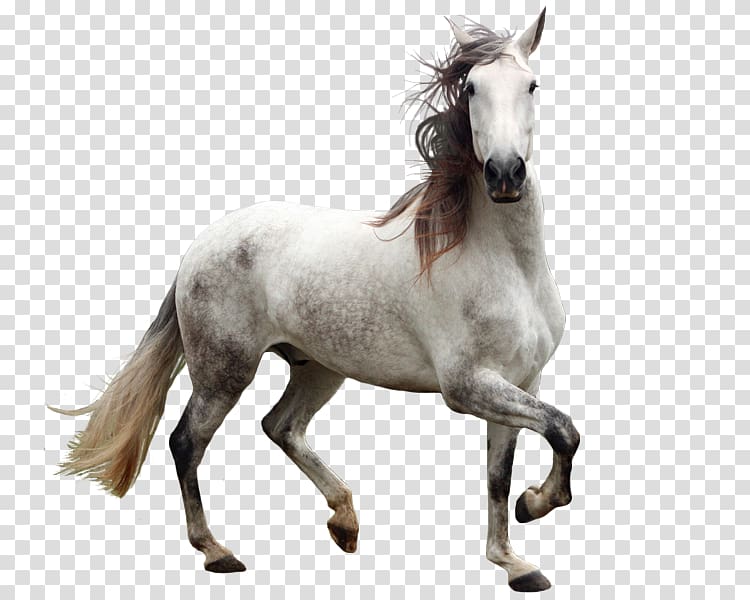 Andalusian horse Welsh Pony and Cob, Whitehorse transparent background PNG clipart