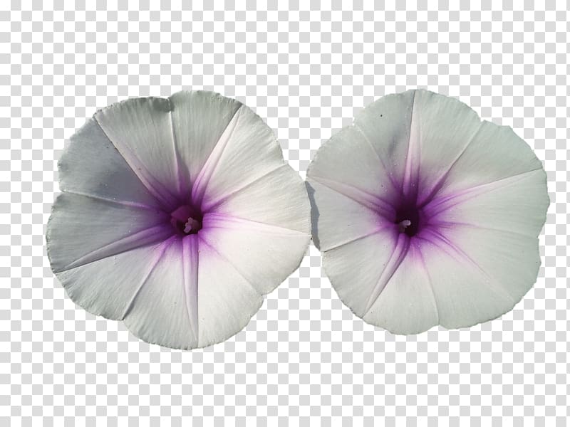 Pansy Morning glory, Darshan transparent background PNG clipart | HiClipart