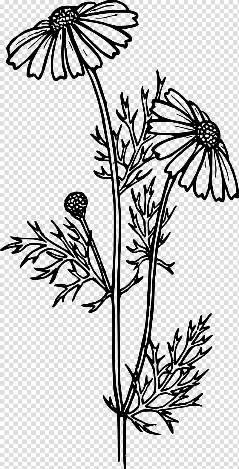 Coloring book Common daisy Flower Daisy family Gerbera jamesonii, flower transparent background PNG clipart