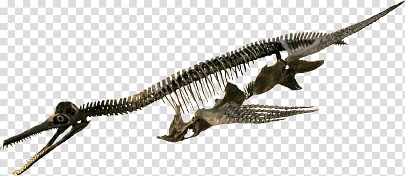 Rocky Mountain Dinosaur Resource Center Dolichorhynchops Elasmosaurus Diplodocus Trinacromerum, dinosaur transparent background PNG clipart
