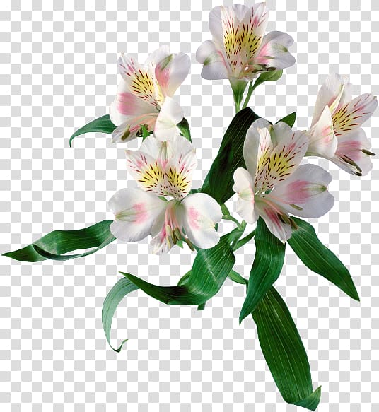 Lily of the Incas Cut flowers Spring, flower transparent background PNG clipart