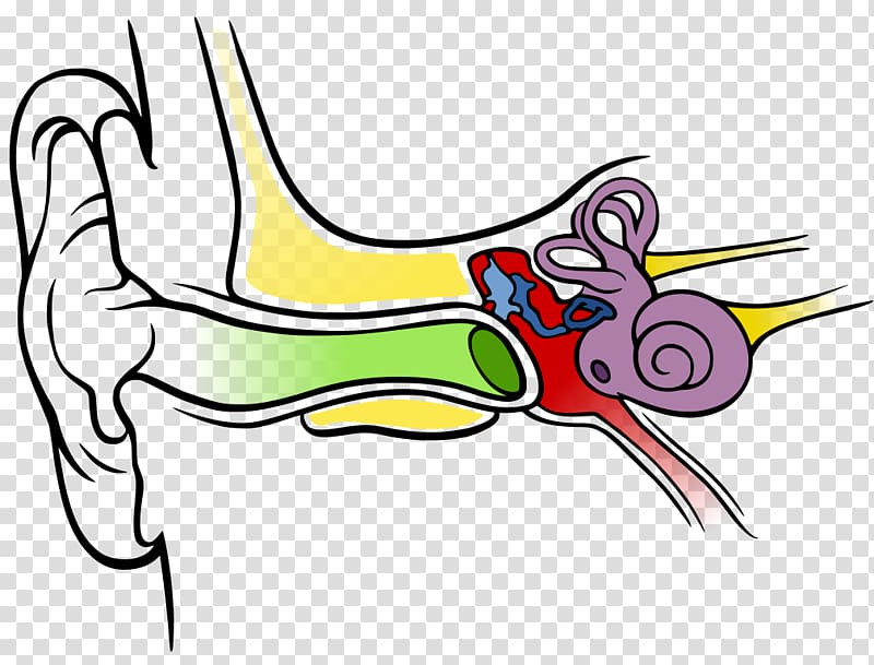 Inner ear Diagram Outer ear Hearing, ears transparent background PNG clipart