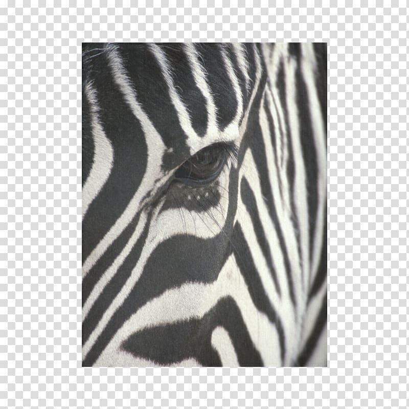 Baby Zebra Desktop , zebra transparent background PNG clipart