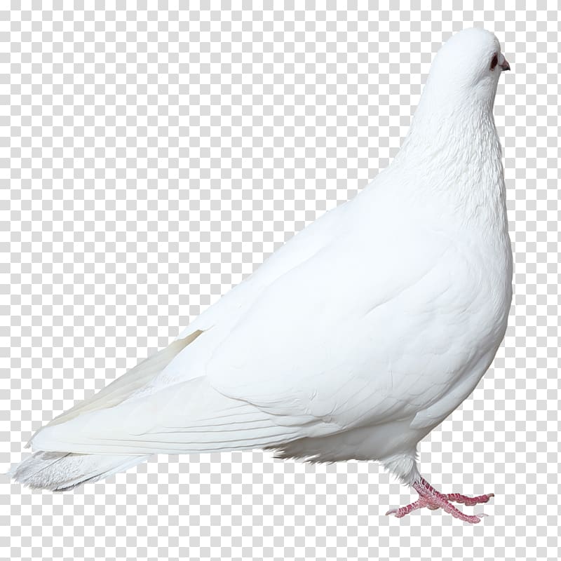 Columbidae Domestic pigeon Squab 0 Flying/Sporting pigeons, Pigeons Flying Pigeons ,White Pigeon transparent background PNG clipart
