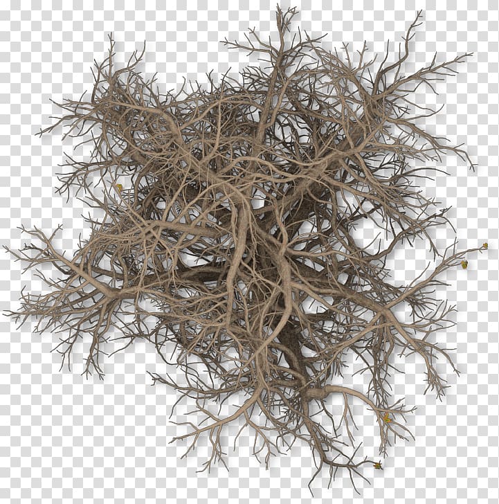 Twig Background png download - 1314*2909 - Free Transparent Twig