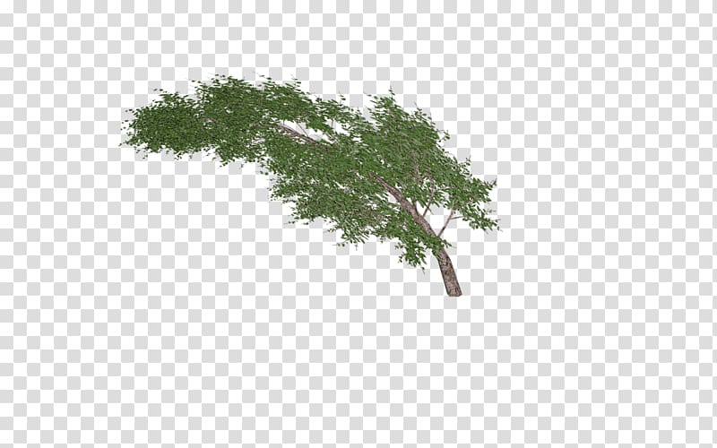green leafed plant , Tree Waving In Wind transparent background PNG clipart