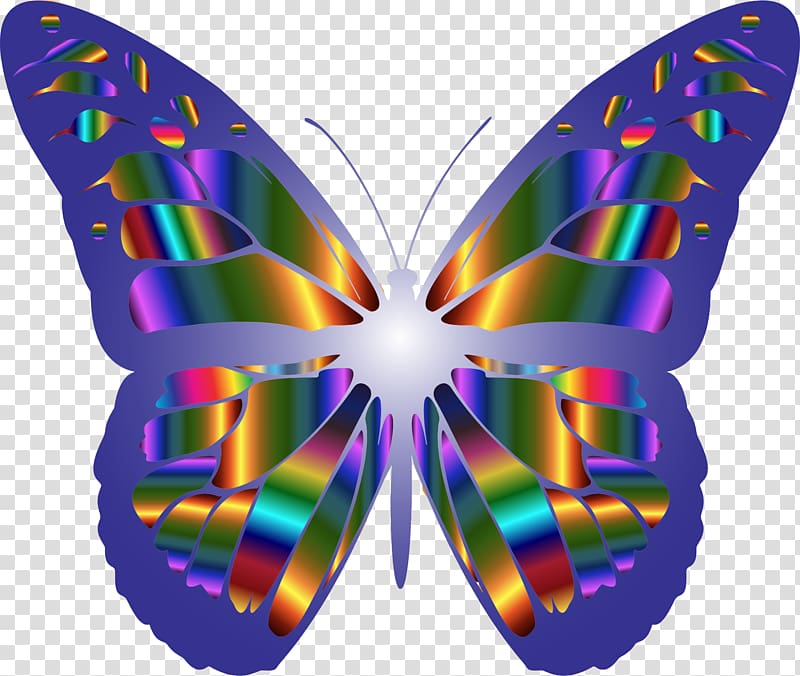 Monarch butterfly , butterflay transparent background PNG clipart