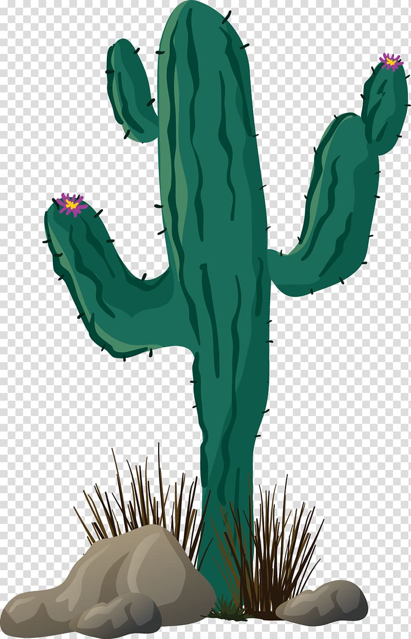 Cartoon Cactus Vector PNG Images, Cactus Green Cartoon Cactus