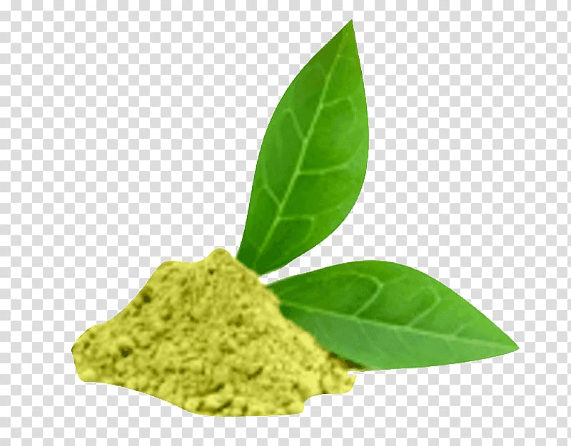 Green tea Matcha Oolong Tea plant, green tea transparent background PNG clipart