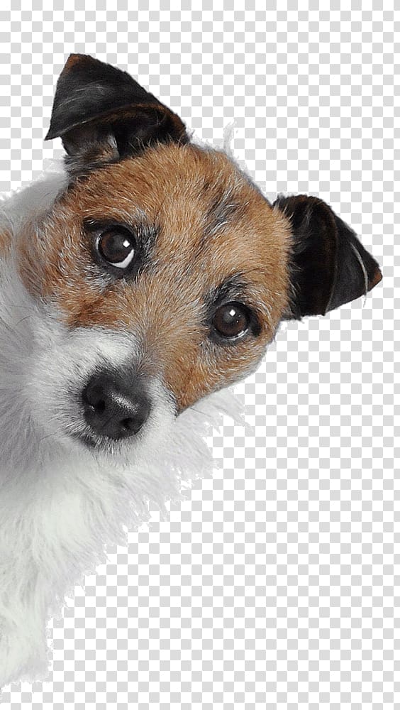 Jack Russell Terrier Responsive web design Web development Digital agency, web design transparent background PNG clipart