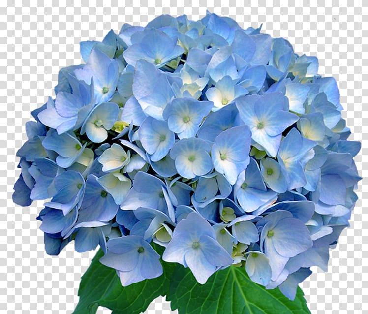 Flower Light blue Wedding invitation Hydrangea, hydrangea transparent background PNG clipart