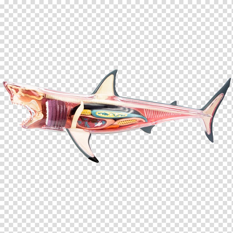 Great white shark Chumming Fish Jaws, shark transparent background PNG clipart