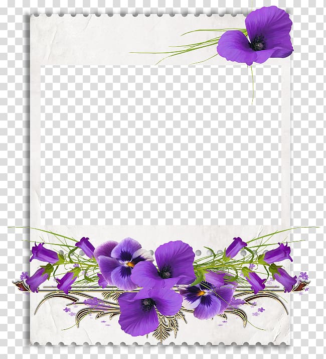 African violets , violet transparent background PNG clipart