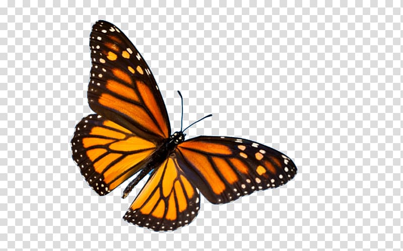 Monarch Butterfly Biosphere Reserve Insect Desktop , butterfly transparent background PNG clipart