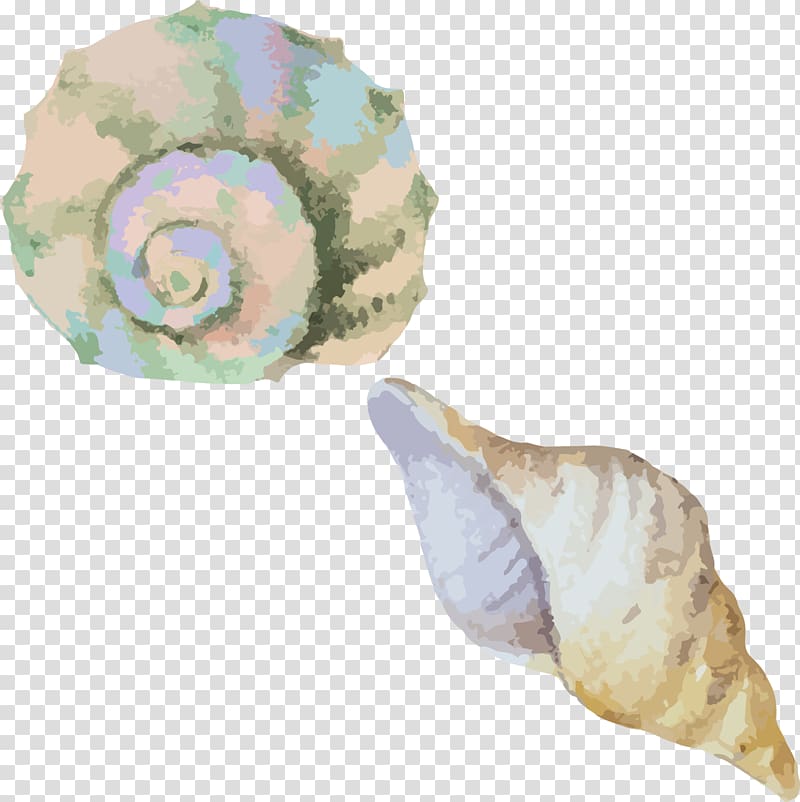 Sea snail Conch Seashell, Watercolor conch material transparent background PNG clipart
