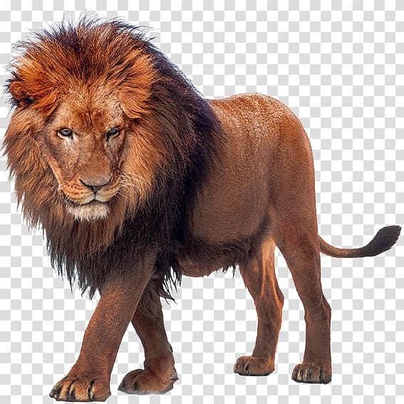 african lion transparent background PNG clipart