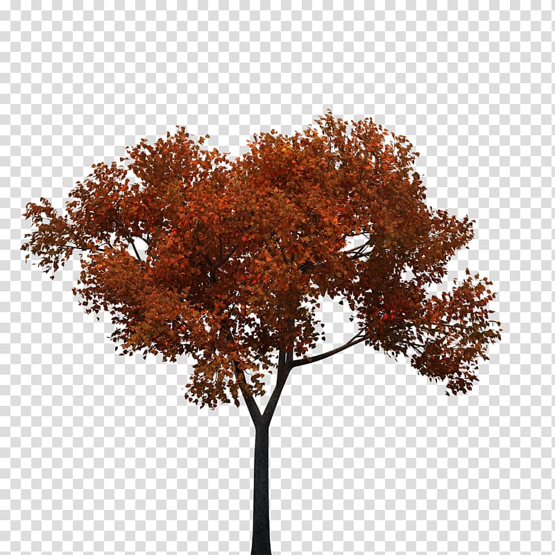 tree transparent background PNG clipart