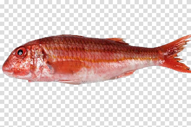 Northern red snapper Mullus surmuletus Mullus barbatus Oily fish, Santiago De Compostela transparent background PNG clipart