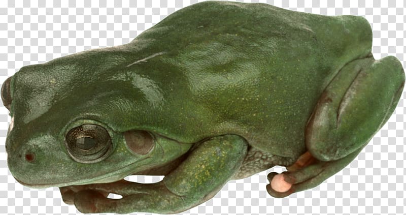 American bullfrog True frog Toad Tree frog, Frog transparent background PNG clipart
