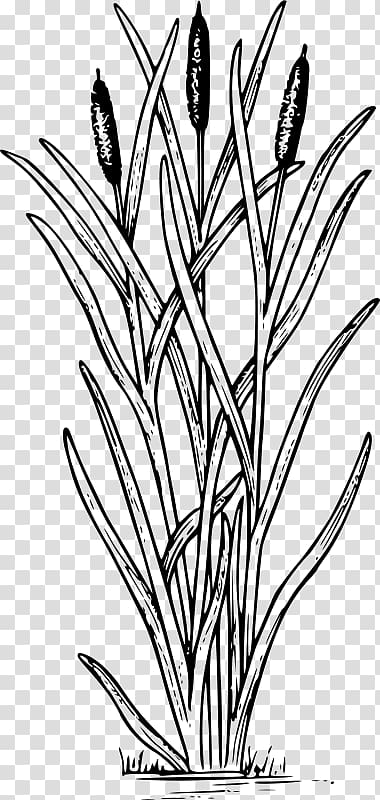 Cattail Drawing Swamp , others transparent background PNG clipart