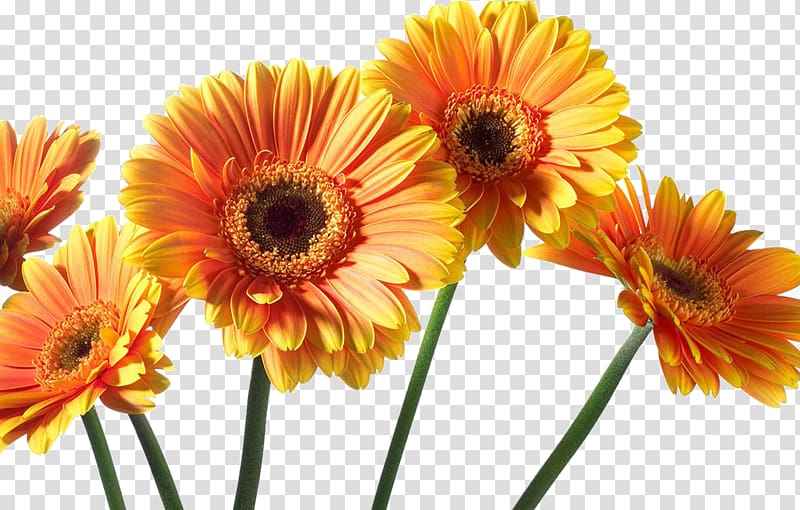 Transvaal daisy Chrysanthemum Flower, Gerbera transparent background PNG clipart