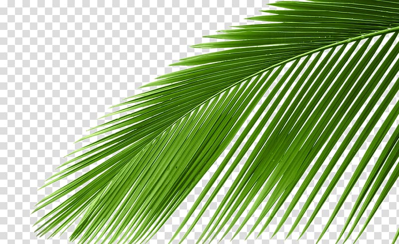 Arecaceae Cycad Leaf Tree Coconut, Coconut Tree s, linear green leafed plant transparent background PNG clipart