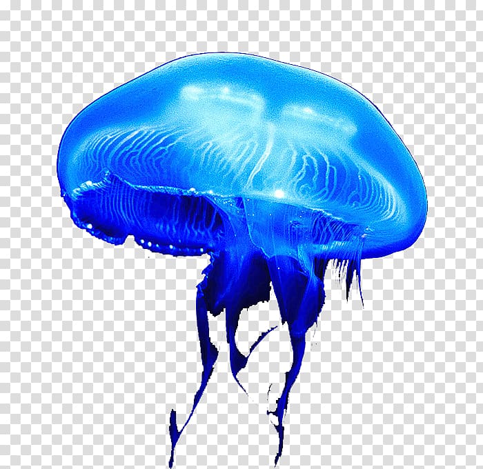 jellyfish clipart png of a dog