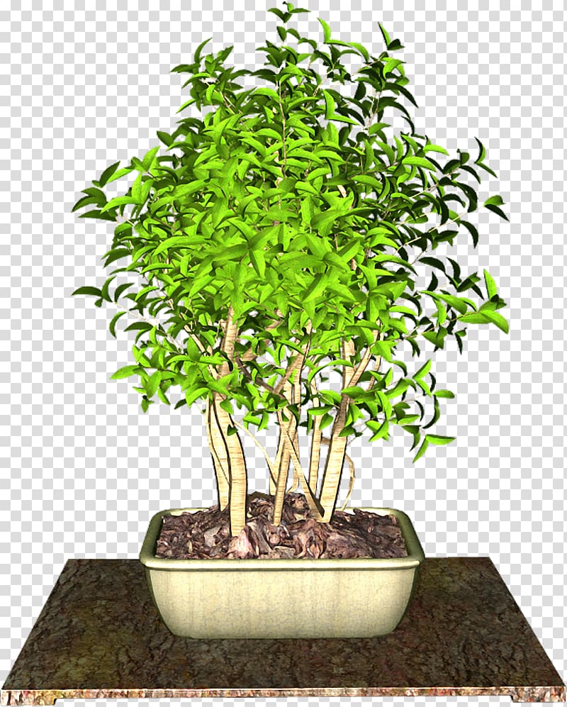 Sageretia theezans Flowerpot Plant , plant transparent background PNG clipart