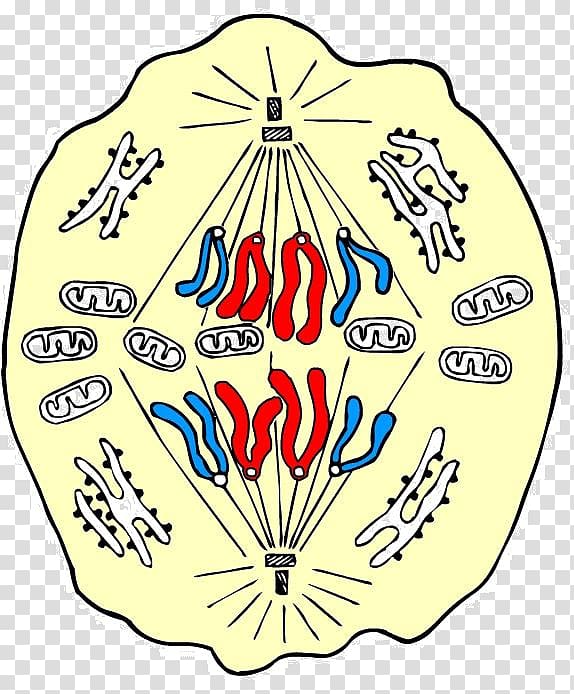 Anaphase Mitosis Prophase Metaphase Cell, others transparent background PNG clipart