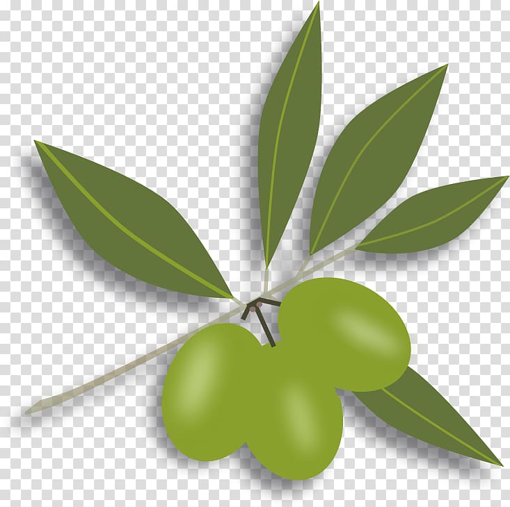 Olive oil Olive leaf , green olive transparent background PNG clipart