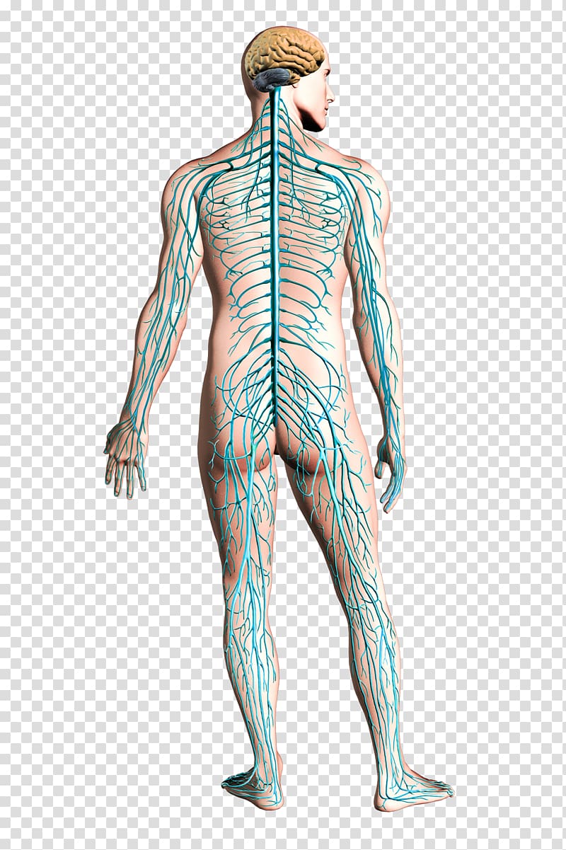 Aircraft Airplane Structural health monitoring Nervous system, human body transparent background PNG clipart