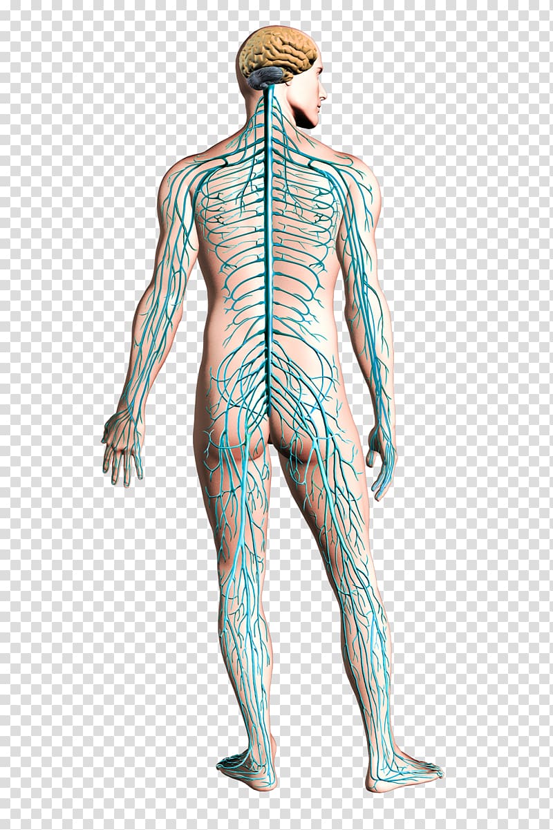 Human anatomy illustration art, Peripheral nervous system Nerve Human body  Central nervous system, nervous system transparent background PNG clipart