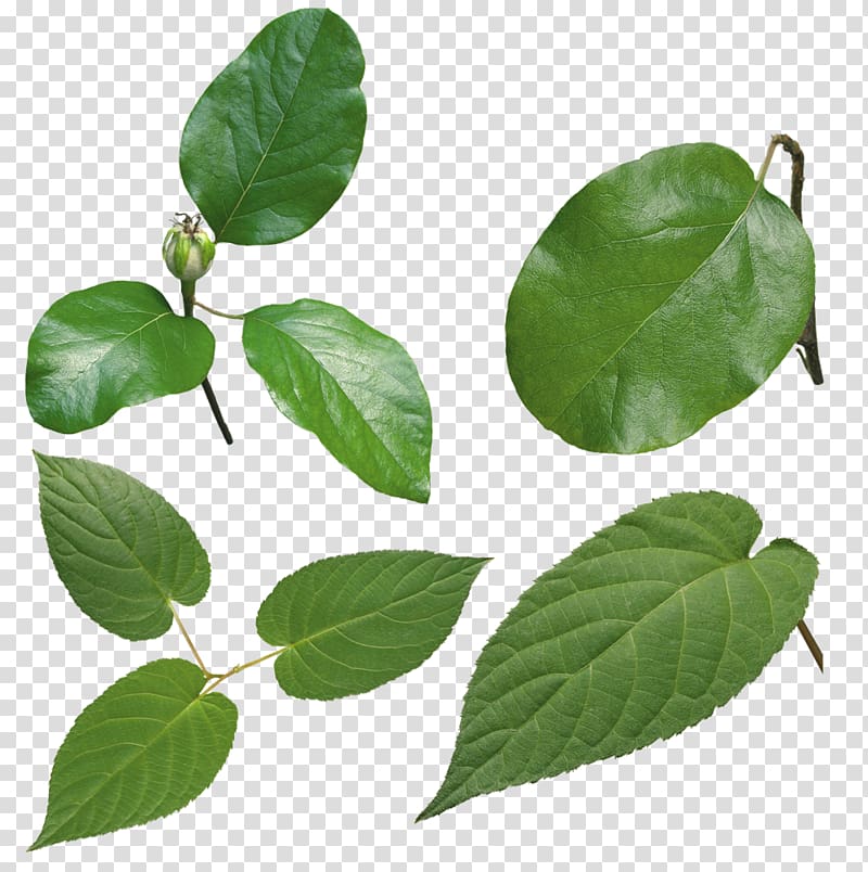 Look at Leaves Leaf , Leaf transparent background PNG clipart