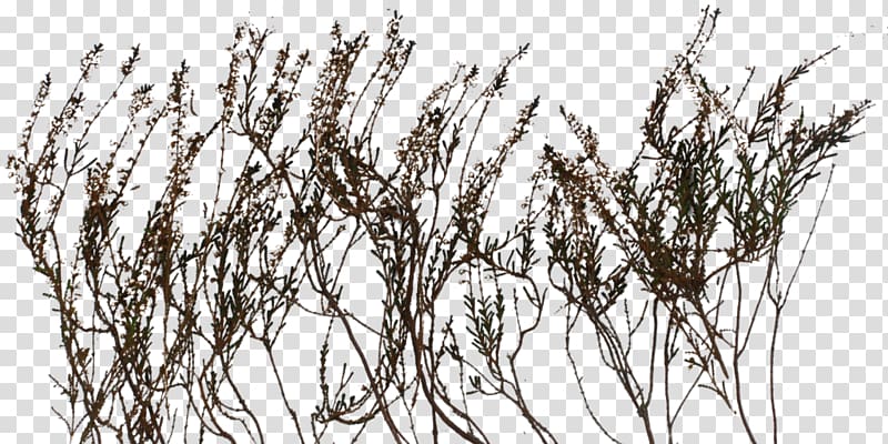 black leafed plant , Strelitzia reginae Plant Texture mapping Drawing, bushes transparent background PNG clipart