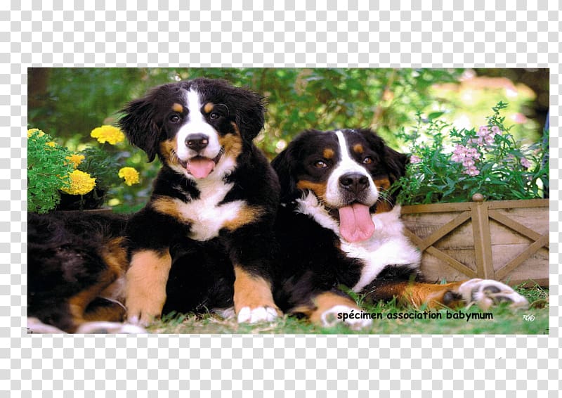 Bernese Mountain Dog Greater Swiss Mountain Dog Dog breed Entlebucher Mountain Dog Appenzeller Sennenhund, bouvier bernois transparent background PNG clipart