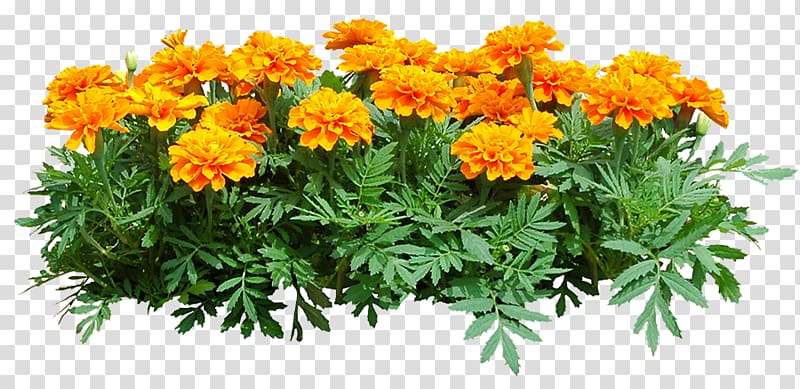 Plant Shrub Chrysanthemum Marigold, plant transparent background PNG clipart
