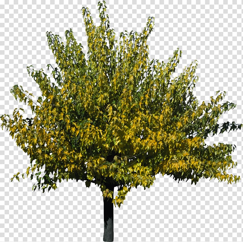 Tree Plant 3D computer graphics Qiaomu, bushes transparent background PNG clipart