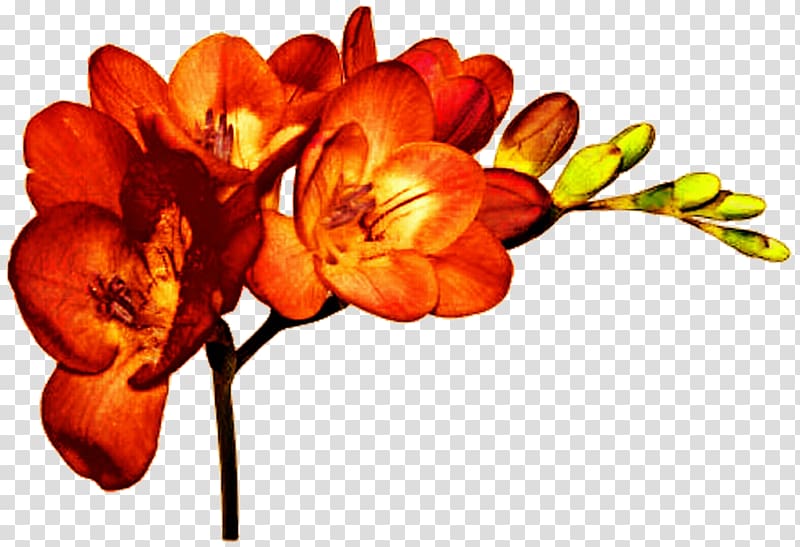 Cut flowers Plant Freesia alba Bulb, orange flower transparent background PNG clipart
