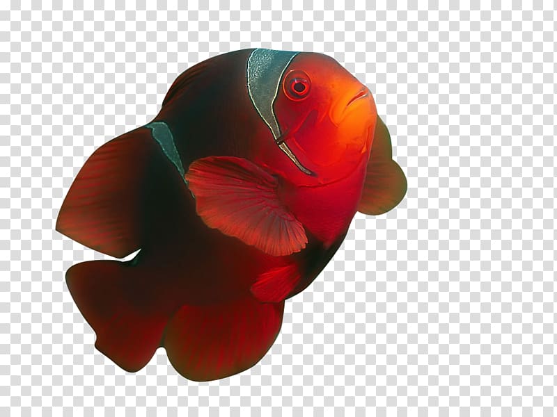 Ornamental fish Tropical fish Clownfish, Ornamental fish transparent background PNG clipart